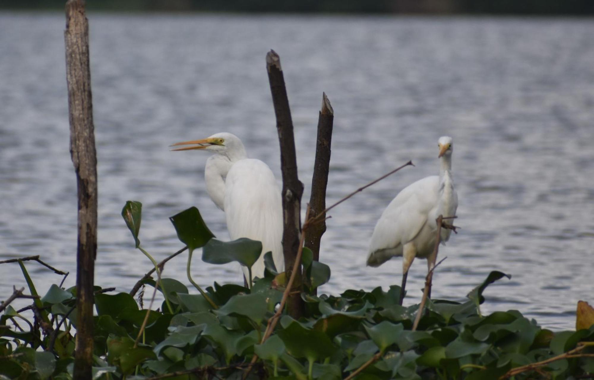 Wetland Resort Negombo Esterno foto
